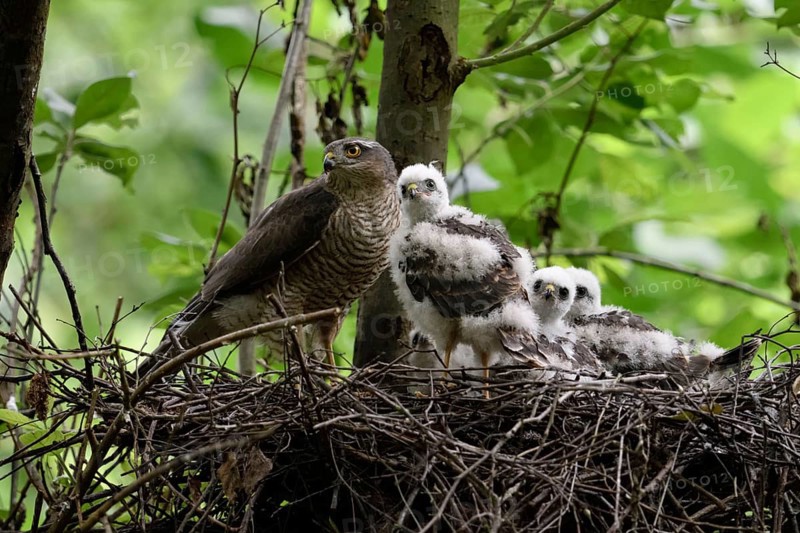 At the raptor nest... Sparrowhawk (Accipiter nisus), female standing on her nest with her chicks, watching the action, waiting for the male to hand over the prey, female protecting her offspring, male, tercel providing food, local nature, Meerbusch, Lower Rhine, Rhineland, North Rhine-Westphalia, Germany, Western Europe