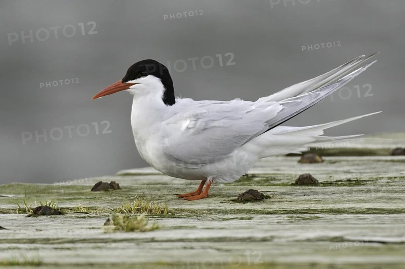 South American Tern (Sterna hirundinacea), Falkland Islands