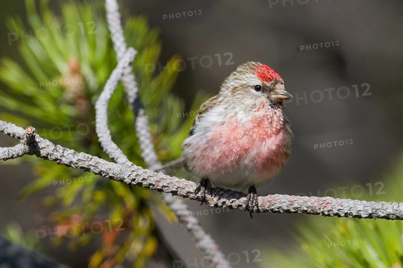 Lesser Redpoll - Alpen-Birkenzeisig - Carduelis cabarett, Slovakia, adult male