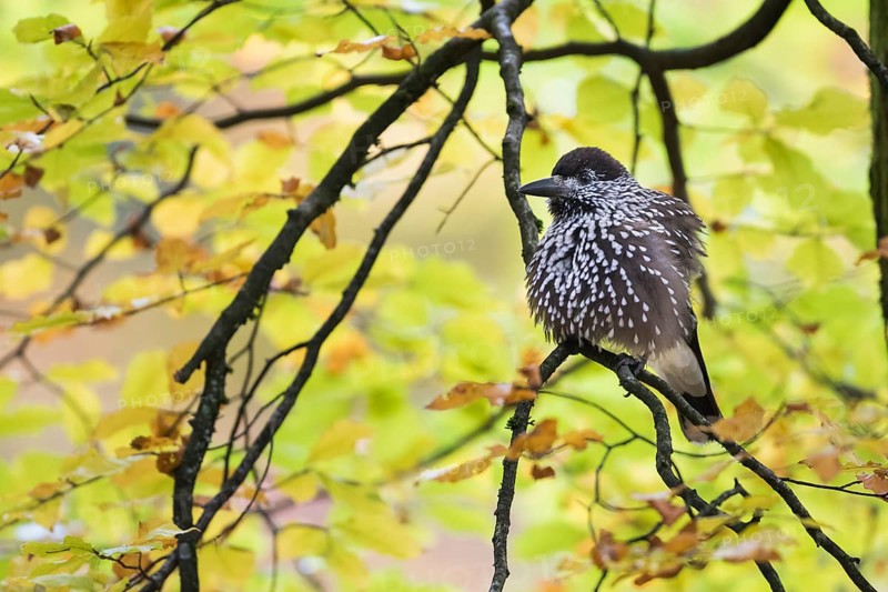 Nutcracker - Tannenhäher - Nucifraga caryocatactes ssp. caryocatactes, Germany, adult