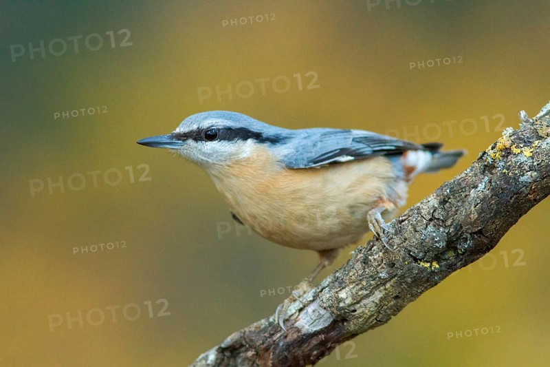 Eurasian Nuthatch (Sitta europaea), perched on a tree, Castilla Leon, Spain