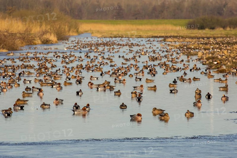 Eurasian Wigeon (Mareca penelope) group, Netherlands