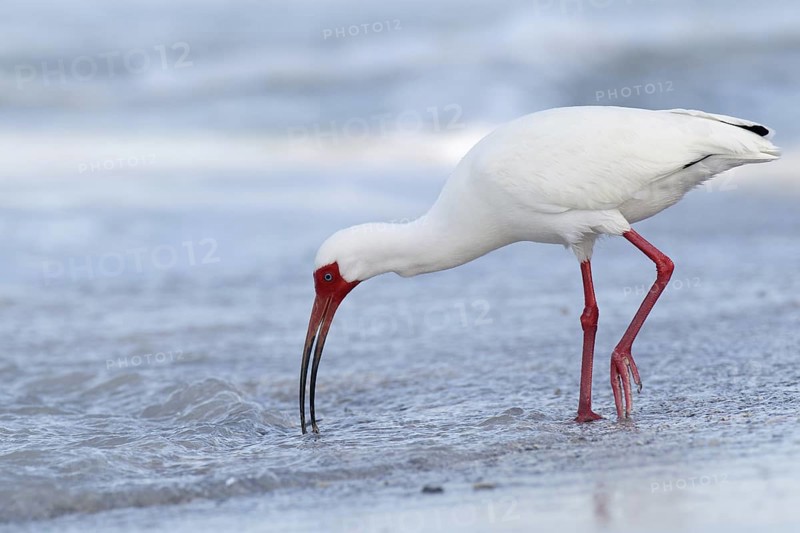 American White Ibis (Eudocimus albus), Florida, USA