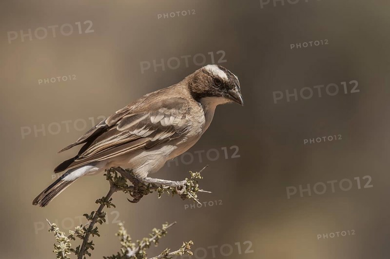 White-browed Sparrow-Weaver (Plocepasser mahali), Northern Cape, South Africa
