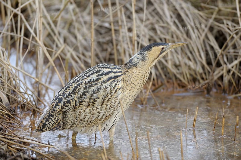 Rohrdommel (Botaurus stellaris), Bittern, Altvogel im Winter, bei der Jagd im flachen Wasser, Februar, Muenster, Nordrhein-Westfalen, Deutschland