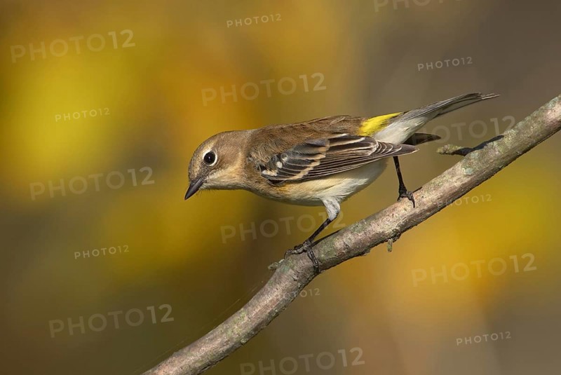 Myrtle Warbler (Setophaga coronata coronata) female, Ohio, USA