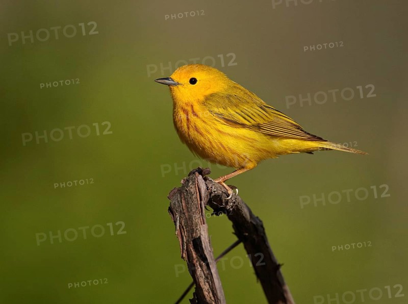 American Yellow Warbler (Setophaga aestiva) male, Ohio, USA