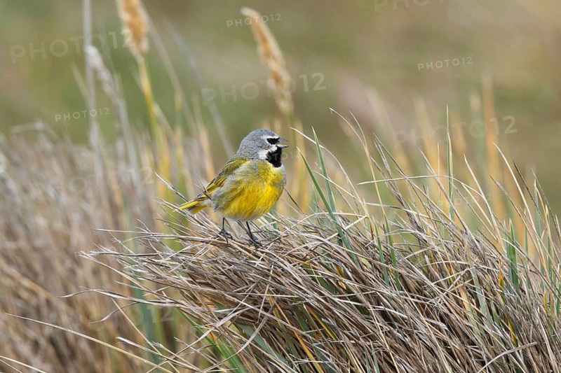 White-bridled Finch (Melanodera melanodera) male singing, Falkland Islands