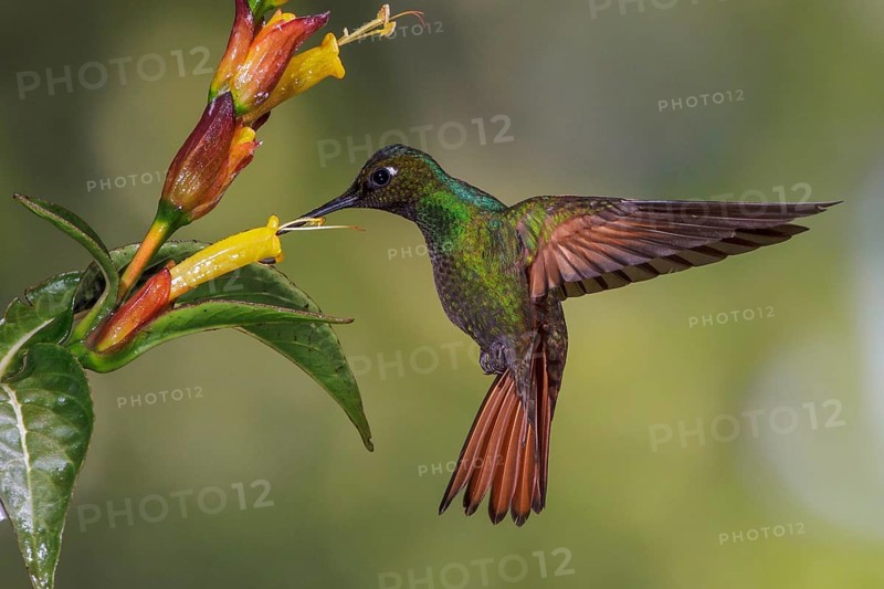 Brazilian Ruby (Clytolaema rubricauda) flying and feeding at a flower in the Atlantic rainforest of southeast Brazil