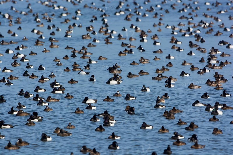 Greater Scaup & Tufted Duck (Aythya marila & Aythya fuligula) huge group on a lake, Mecklenburg-Western Pomerania, Germany