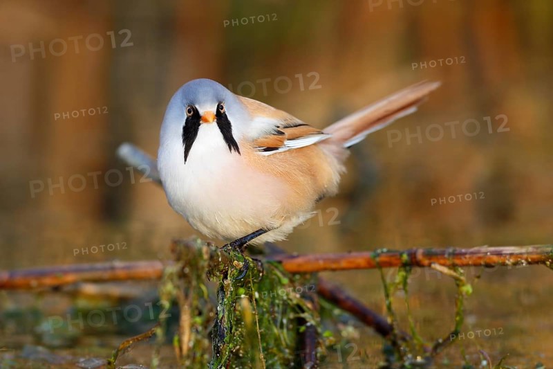 Bearded Reedling (Panurus biarmicus) male foraging in reedbed, Mecklenburg-Western, Pomerania, Germany