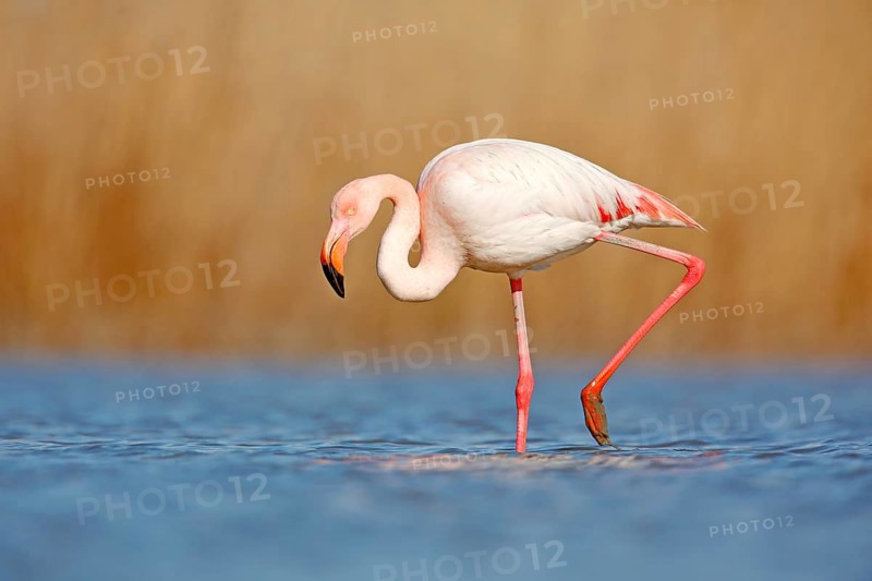 Beautiful pink bir in the water. Greater Flamingo, Phoenicopterus ruber, Nice pink big bird, head in the water, animal in the nature habitat, Camargue, France. Wildlife scene from wild nature