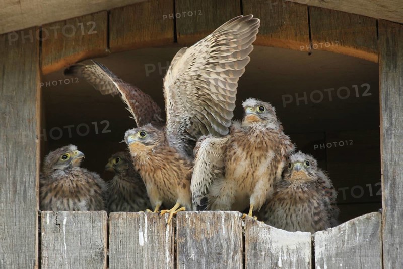 Common Kestrel (Falco tinnunculus) juvenile, Lower Saxony, Germany