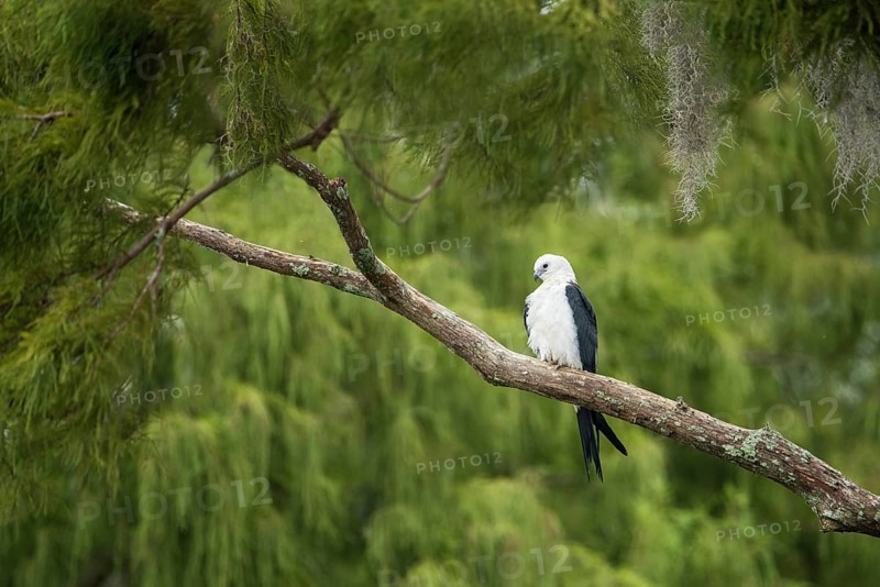 Swallow-tailed Kite (Elanoides forficatus), Florida, USA