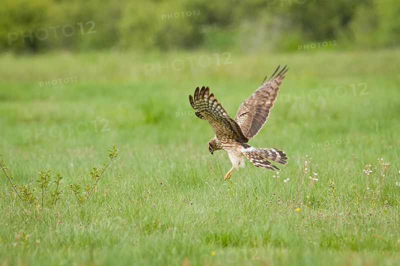 Montagu´s Harrier (Circus pygargus), adult female hunting, Galicia, Spain