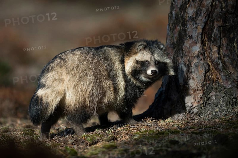Raccoon dog (Nyctereutes procyonoides) adult in autumn forest, Bavaria, Germany