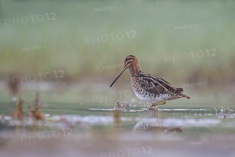 Common Snipe (Gallinago gallinago) foraging, North Rhine-Westphalia, Germany