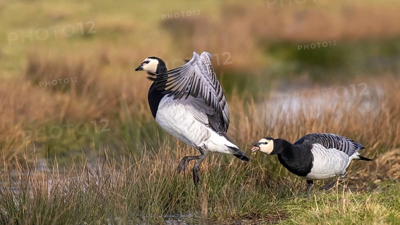 Barnacle Goose (Branta leucopsis) fighting, Netherlands