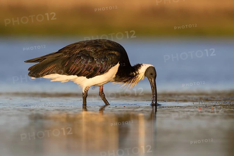 Straw-necked Ibis (Threskiornis spinicollis), Victoria, Australia