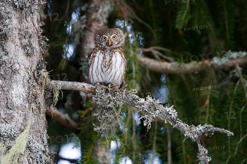 Eurasian Pygmy Owl (Glaucidium passerinum) female, Baden-Wuerttemberg, Germany