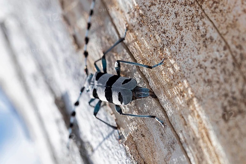 Rosalia Longicorn (Rosalia alpina) close-up on tree trunk, Bavaria, Germany