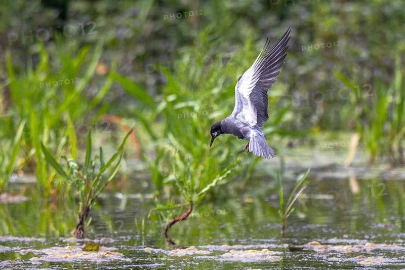 Black Tern (Chlidonias niger) flying, Netherlands