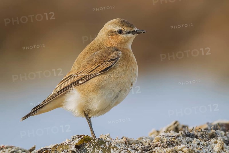 Steinschmätzer, Oenanthe oenanthe Northern Wheatear, Oenanthe oenanthe