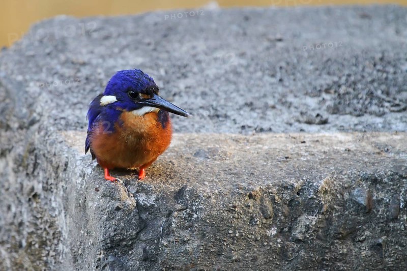 Azure Kingfisher (Ceyx azureus), Queensland, Australia