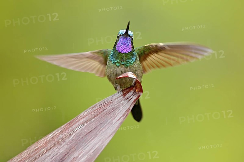 Purple-throated Mountain-gem, Lampornis calolaemus, hummingbird from Costa Rica. Violet throat small bird from mountain cloud forest in Costa Rica. Wildlife in tropic nature