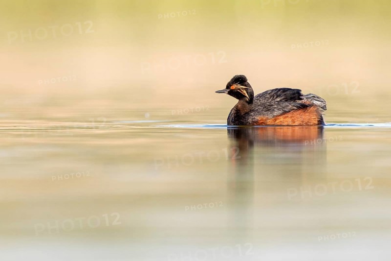 Black-necked Grebe (Podiceps nigricollis), Castile-La Mancha, Spain