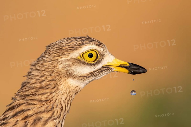 Eurasian Stone-curlew (Burhinus oedicnemus), Castile-La Mancha, Spain
