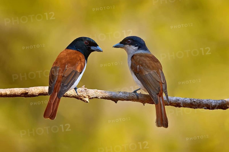 Rufous vanga, Schetba rufa, bird endemic to Madagascar. Male and female of red black vanga sitting on the branch in the forest. Two bird love, nesting season in nature. Rufous vanga, Kirindy Forest, Madagascar