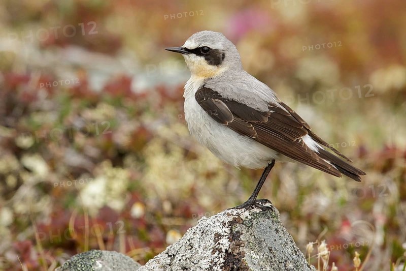 Northern Wheatear (Oenanthe oenanthe) perched on the tundra in Nome, Alaska
