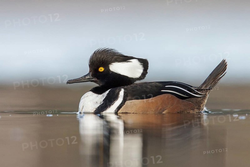 Hooded Merganser (Lophodytes cucullatus) in the ocean near Victoria, British Columbia, Canada