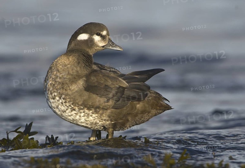 Harlequin Duck (Histrionicus histrionicus) female, British Columbia, Canada