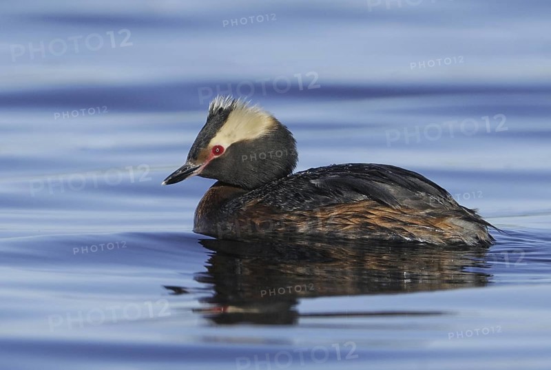 Horned Grebe (Podiceps auritus), Alberta, Canada