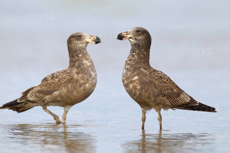 Pacific Gull (Larus pacificus), Victoria, Australia