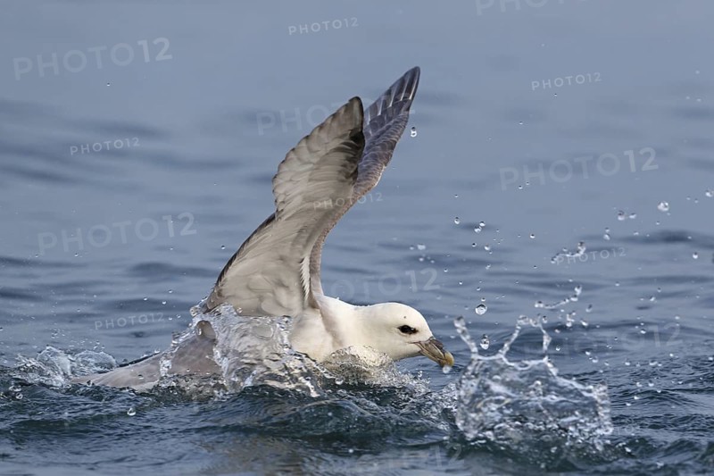 Northern Fulmar (Fulmarus glacialis), Iceland