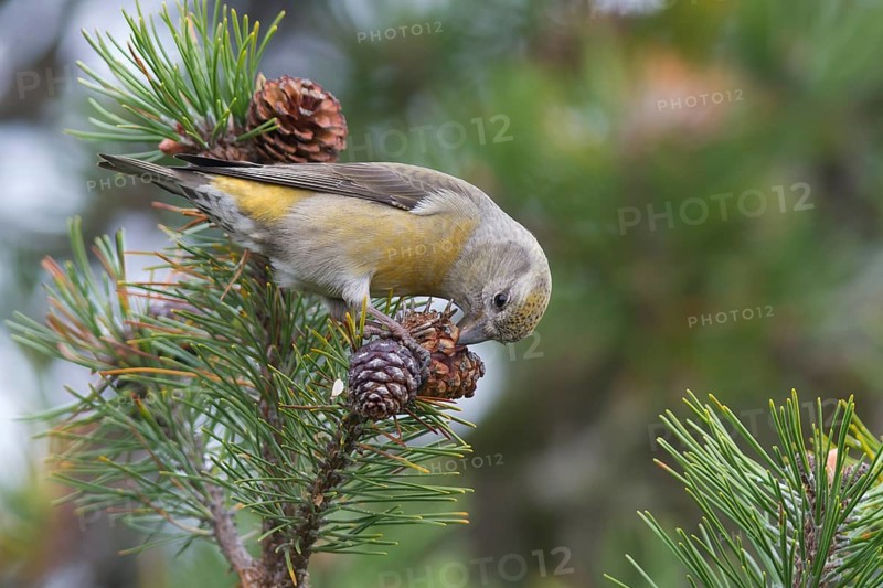 Common Crossbill - Fichtenkreuzschnabel - Loxia curvirostra ssp. curvirostra, Germany, adult female, Type C Glip Crossbill'