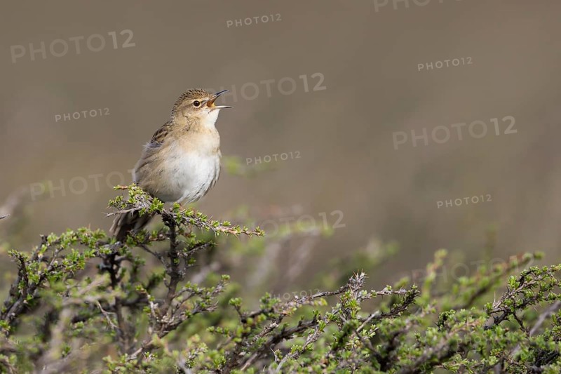Common Grasshopper Warbler - Feldschwirl - Locustella naevia ssp. straminea, Kyrgyzstan