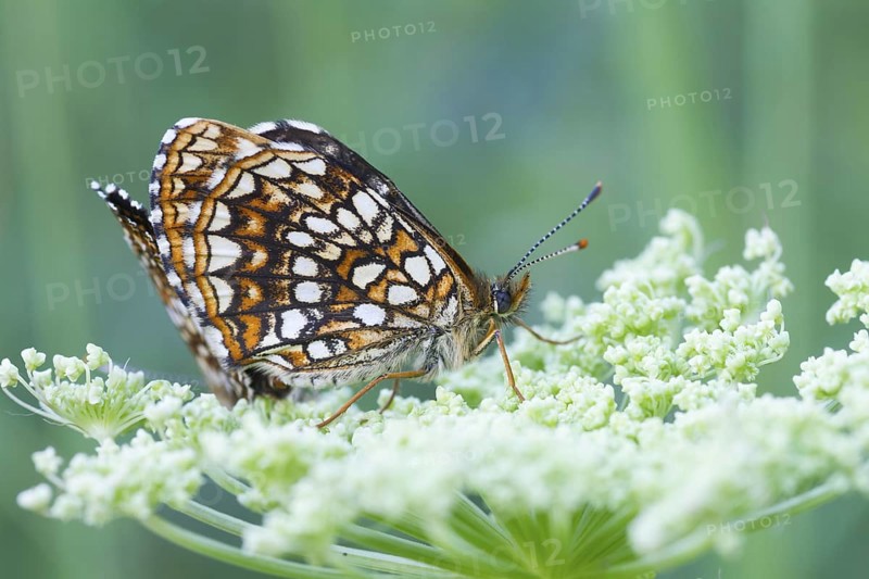 Melitaea diamina - False heath Fritillary - Baldrian-Scheckenfalter, Austria, imago