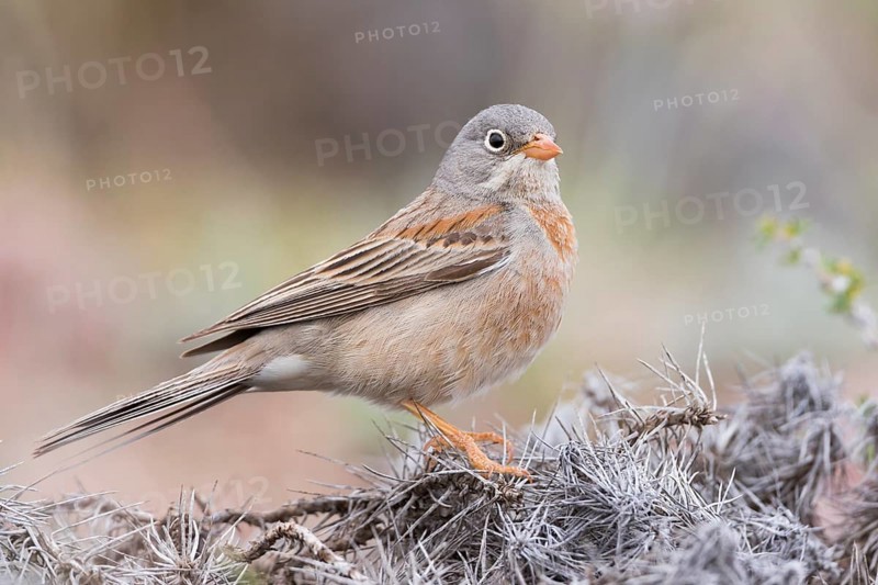 Grey-necked Bunting - Steinortolan - Emberiza buchanani, Kyrgyzstan, adult male