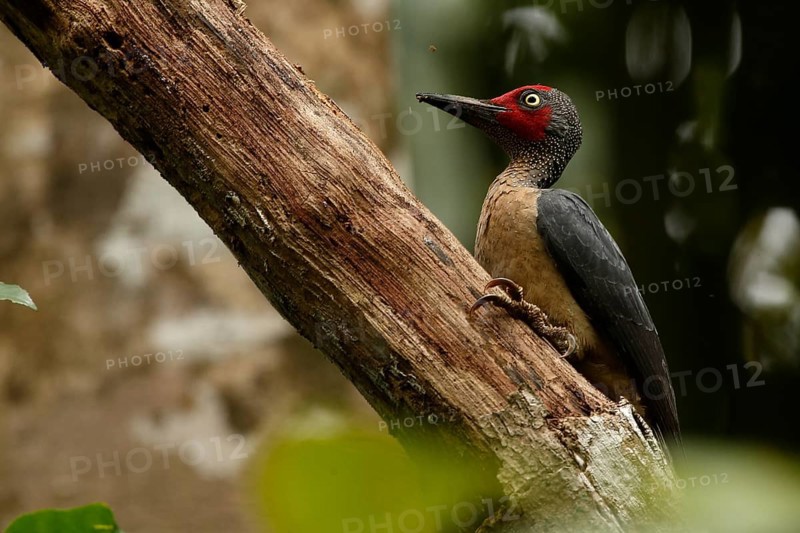 Ashy Woodpecker (Mulleripicus fulvus) male climbing up tree trunk, North Sulawesi, Indonesia