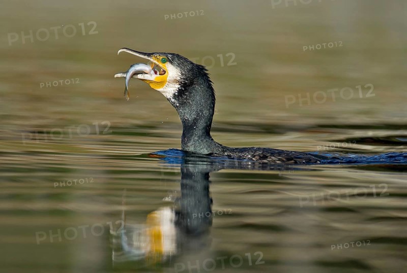 Great Cormorant (Phalacrocorax carbo) feeding on Eurasian perch (Perca fluviatilis), Piedmont, Italy