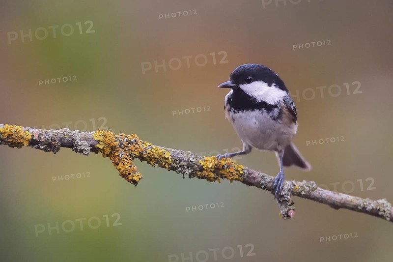 Coal Tit (Periparus ater) perched on a branch, Netherlands