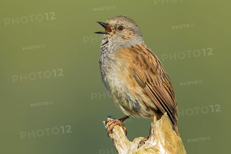 Dunnock (Prunella modularis) singing from a branch, Baden-Wuerttemberg, Germany