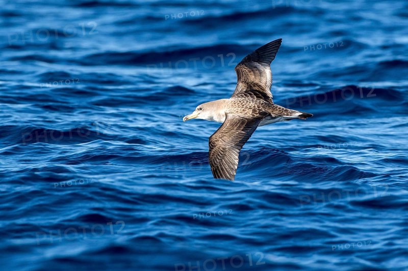 Cory's Shearwater (Calonectris borealis) flying, Ibiza, Spain