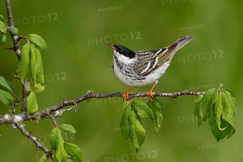 Blackpoll Warbler (Setophaga striata) male perched on a branch, Texas, USA
