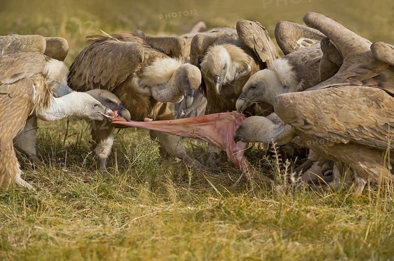 Griffon Vulture (Gyps fulvus) group feeding, Catalonia, Spain