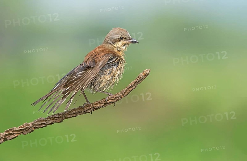 Red-backed Shrike (Lanius collurio) male drying feathers after bathing, Aosta Valley, Italy